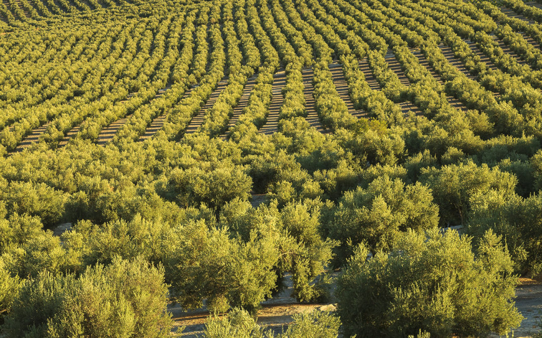 El paisaje del olivar jiennense aspira a ser reconocido como Patrimonio Mundial por la UNESCO en 2023