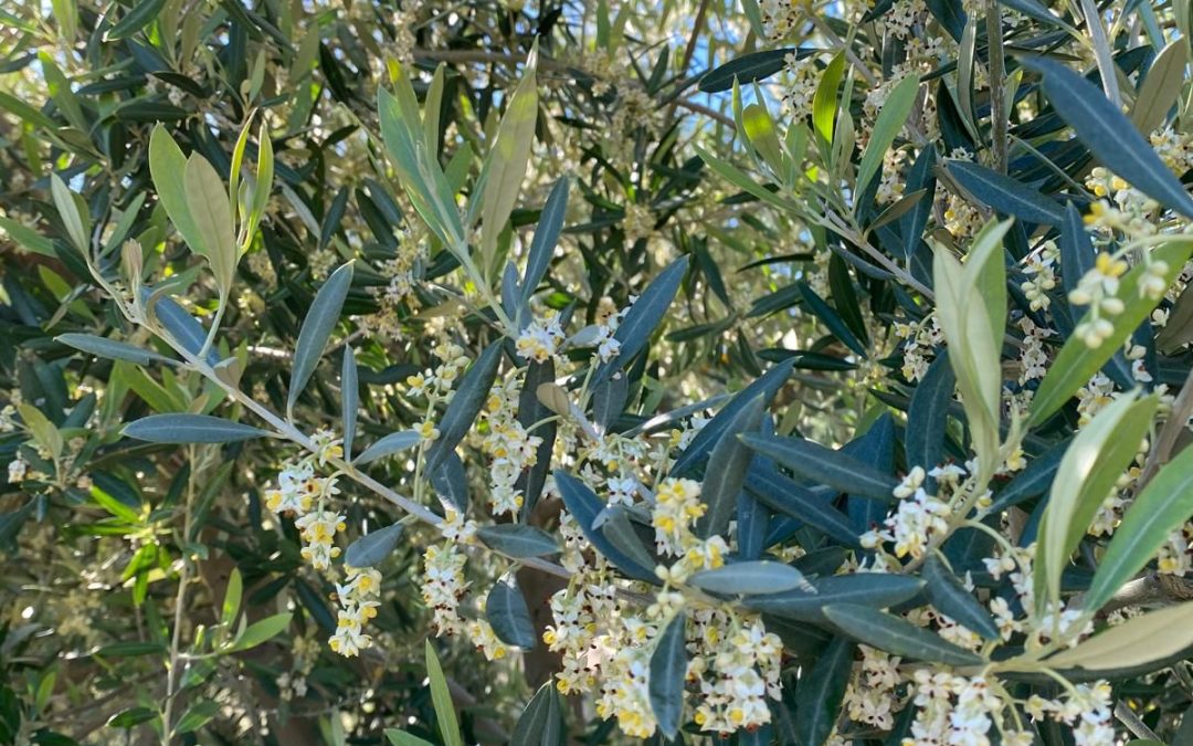El Consejo Regulador de la IGP Aceite de Jaén defiende el valor del aceite de oliva